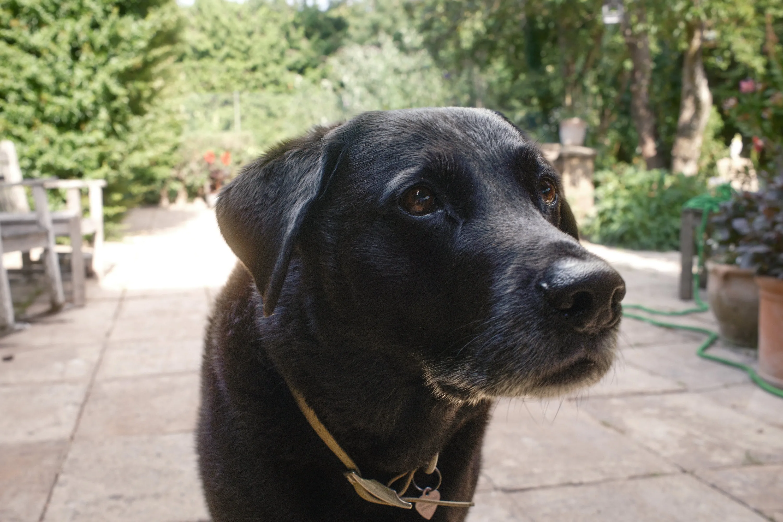 Dogs — Watching something across the garden.