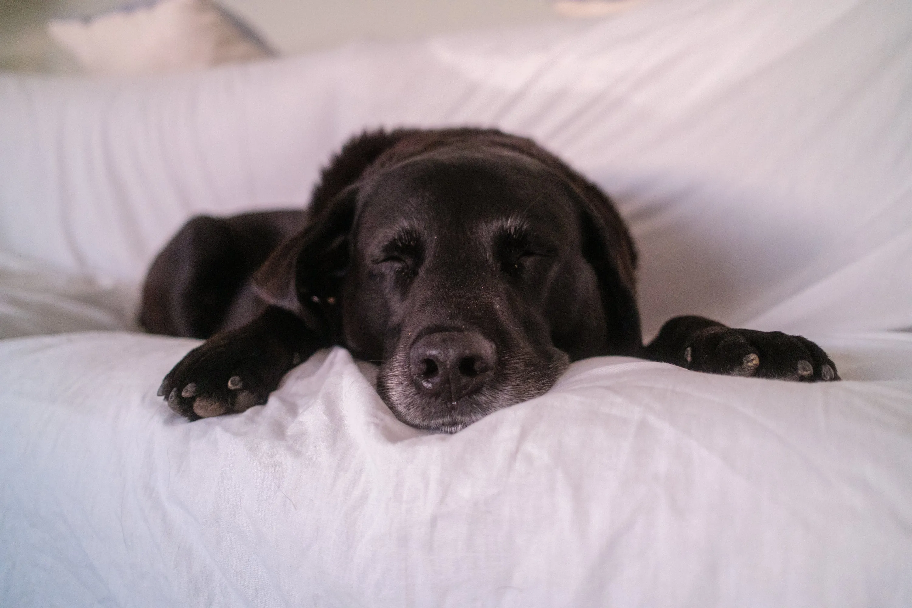 Out cold on somebody else’s bed, paws over the edge.