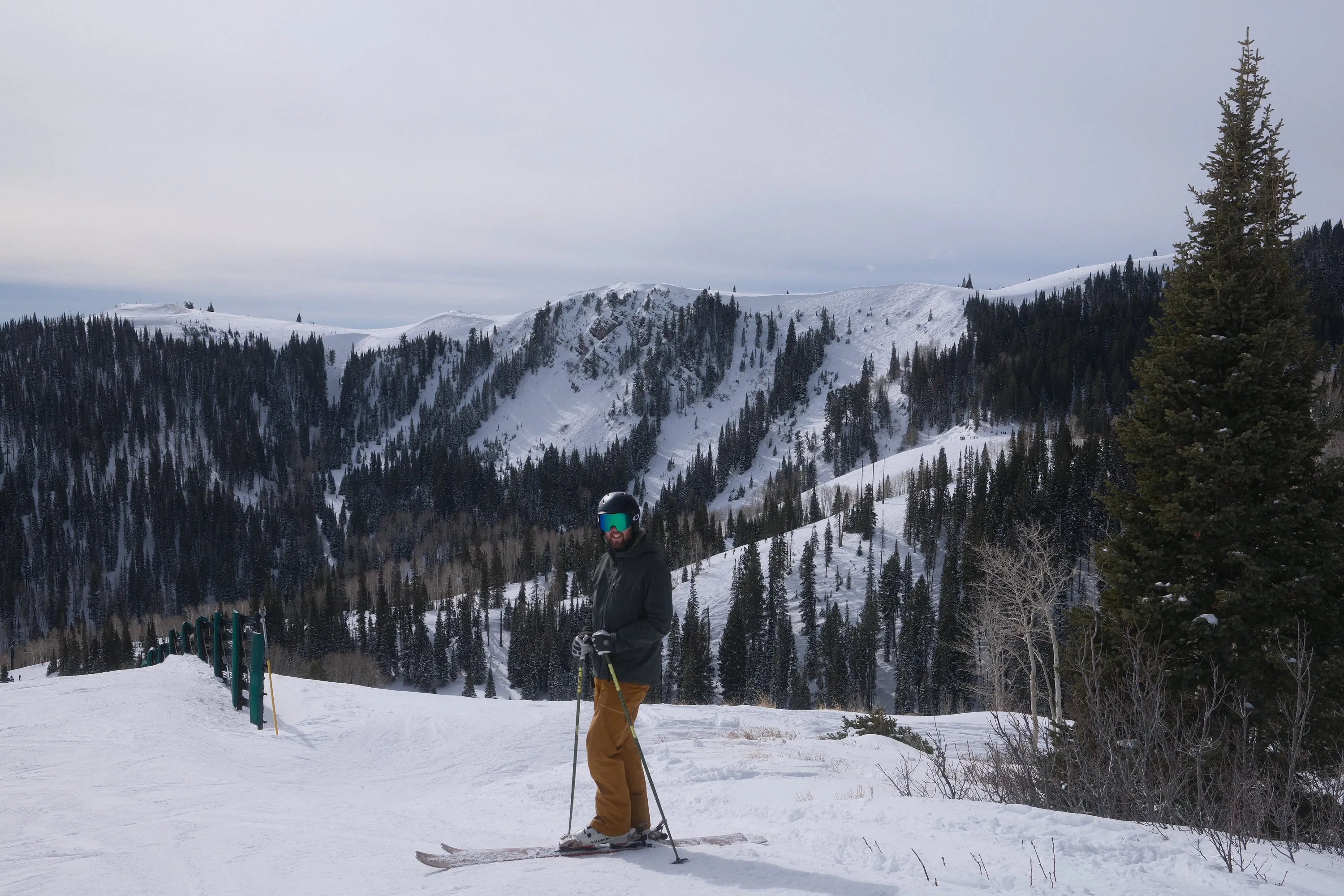 Stopped at the tree line, pines and open bowl behind.