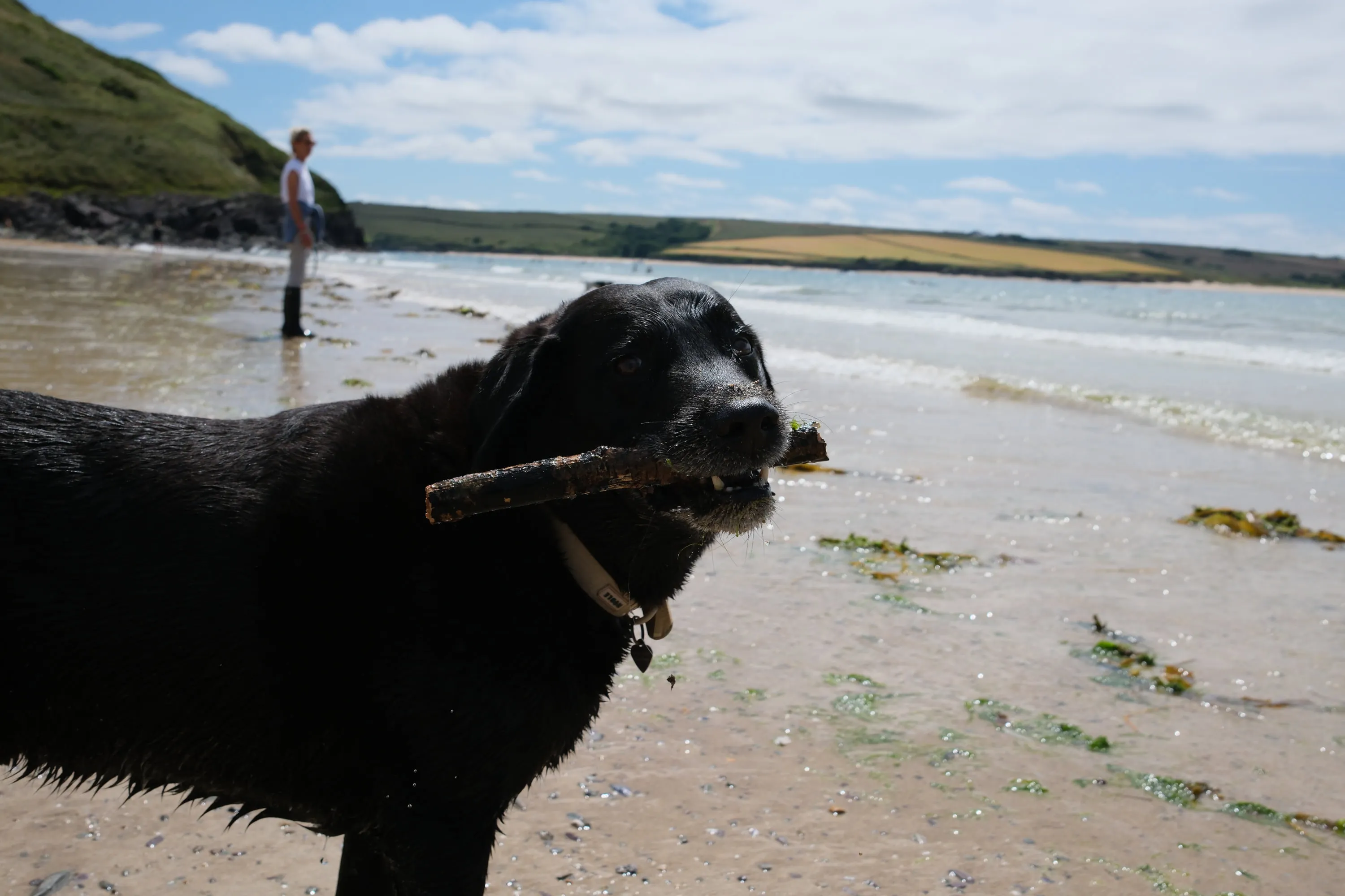 Carrying the stick back up the beach.
