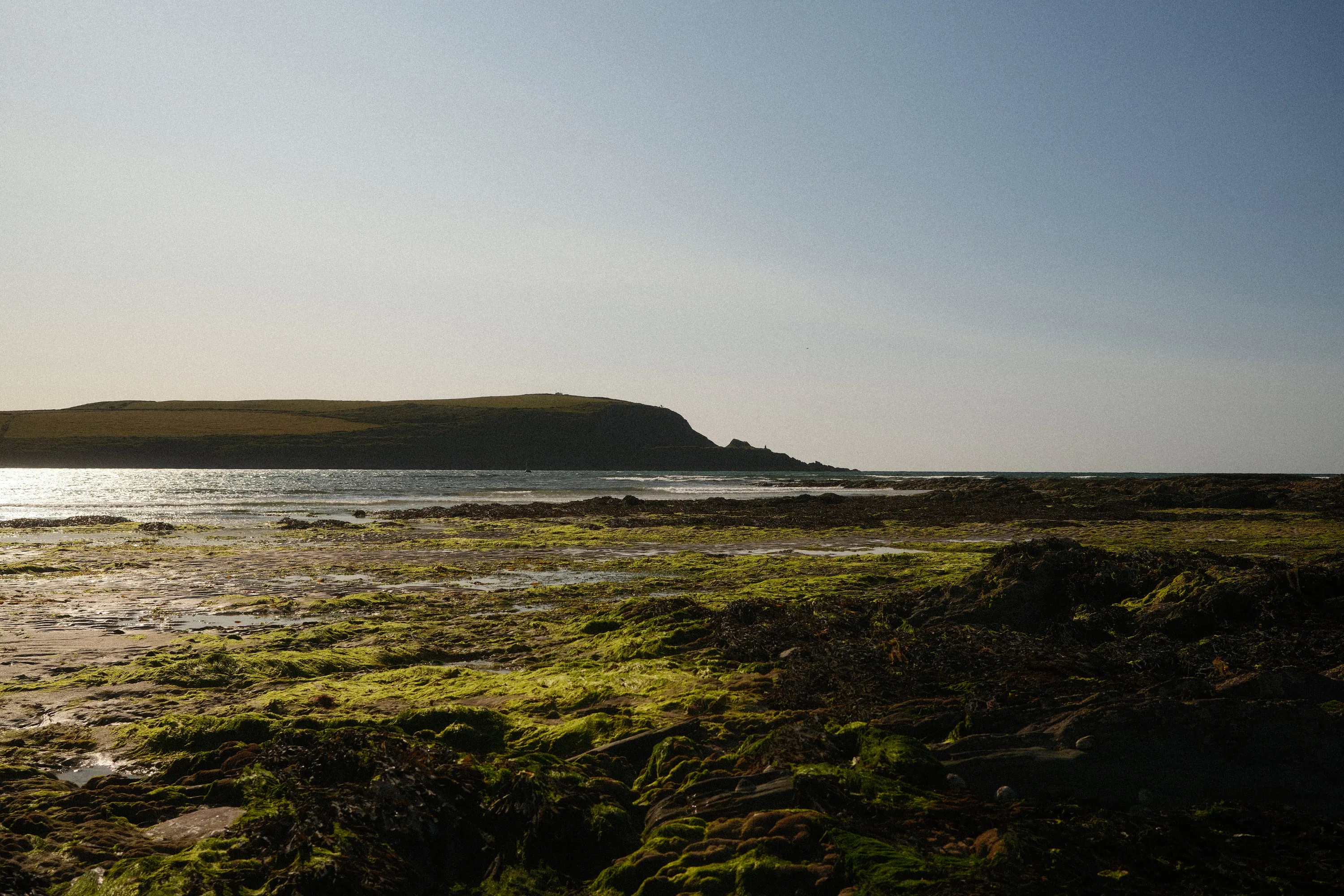 Weed on the rocks at low tide, headland beyond.