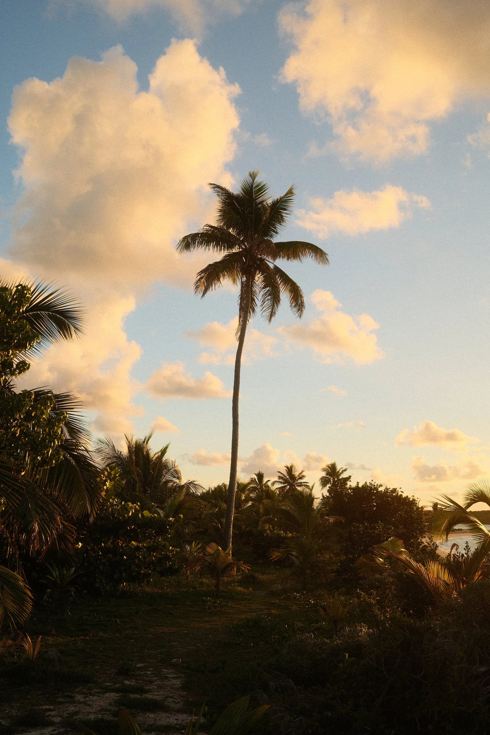 One palm holding the last of the light.